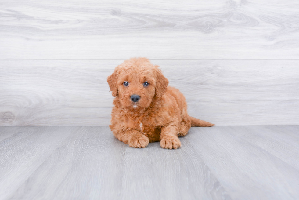 Fluffy Mini Goldendoodle Poodle Mix Pup