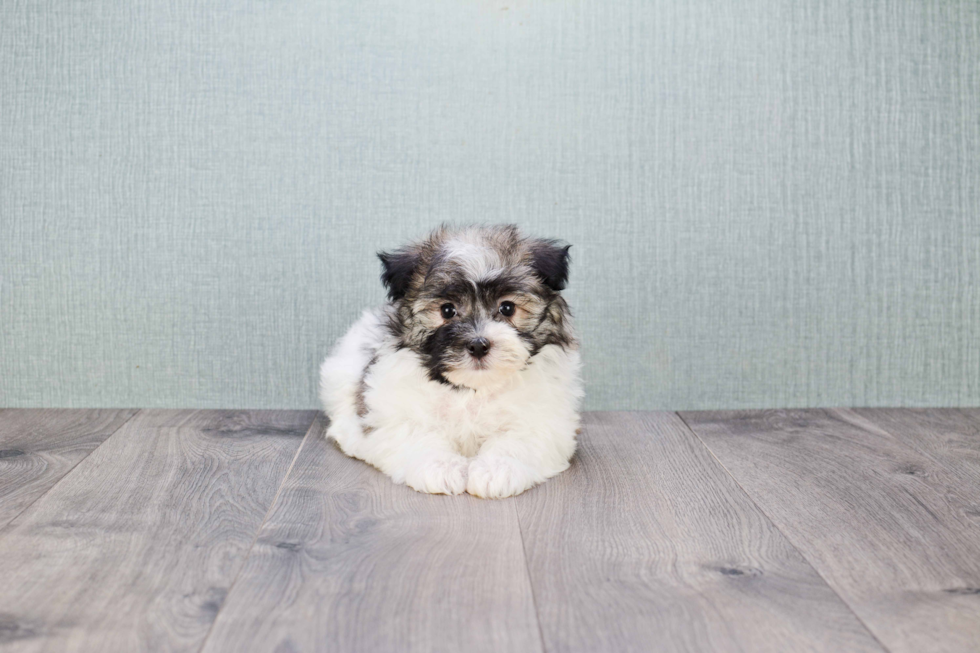 Petite Havanese Purebred Puppy