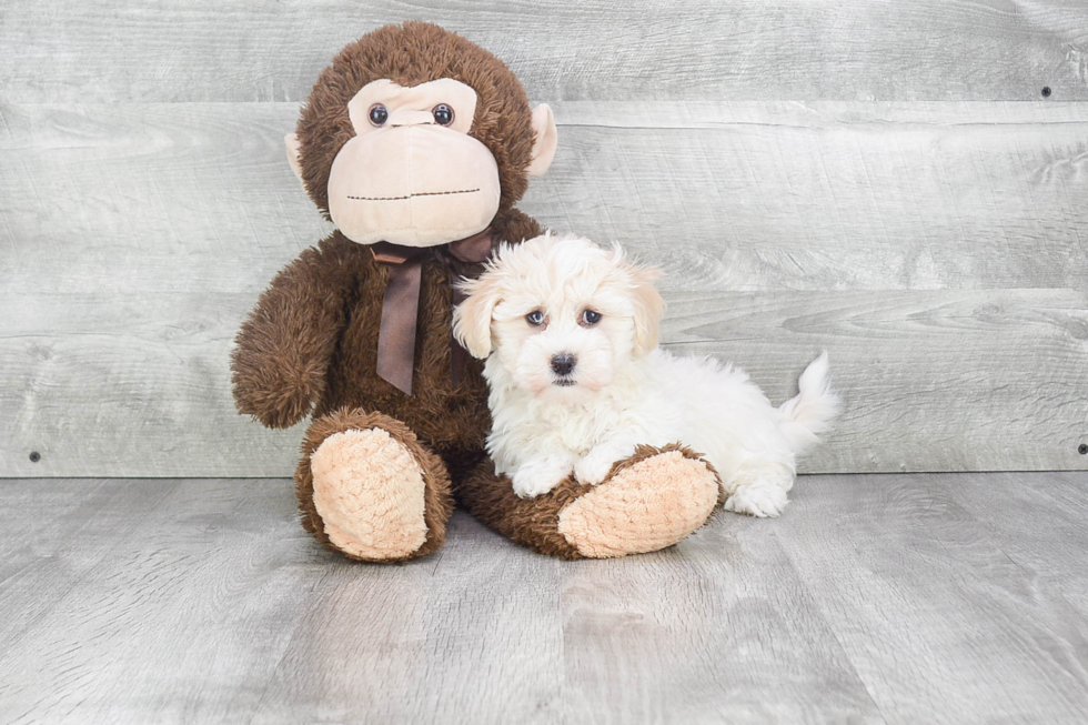 Fluffy Havanese Purebred Puppy