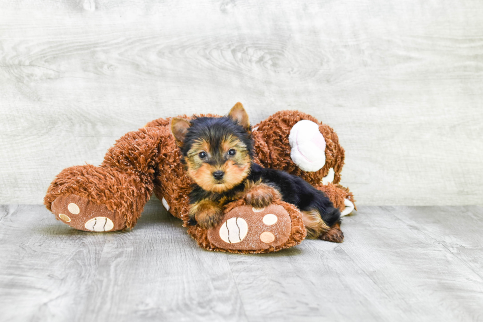 Meet Rascal - our Yorkshire Terrier Puppy Photo 