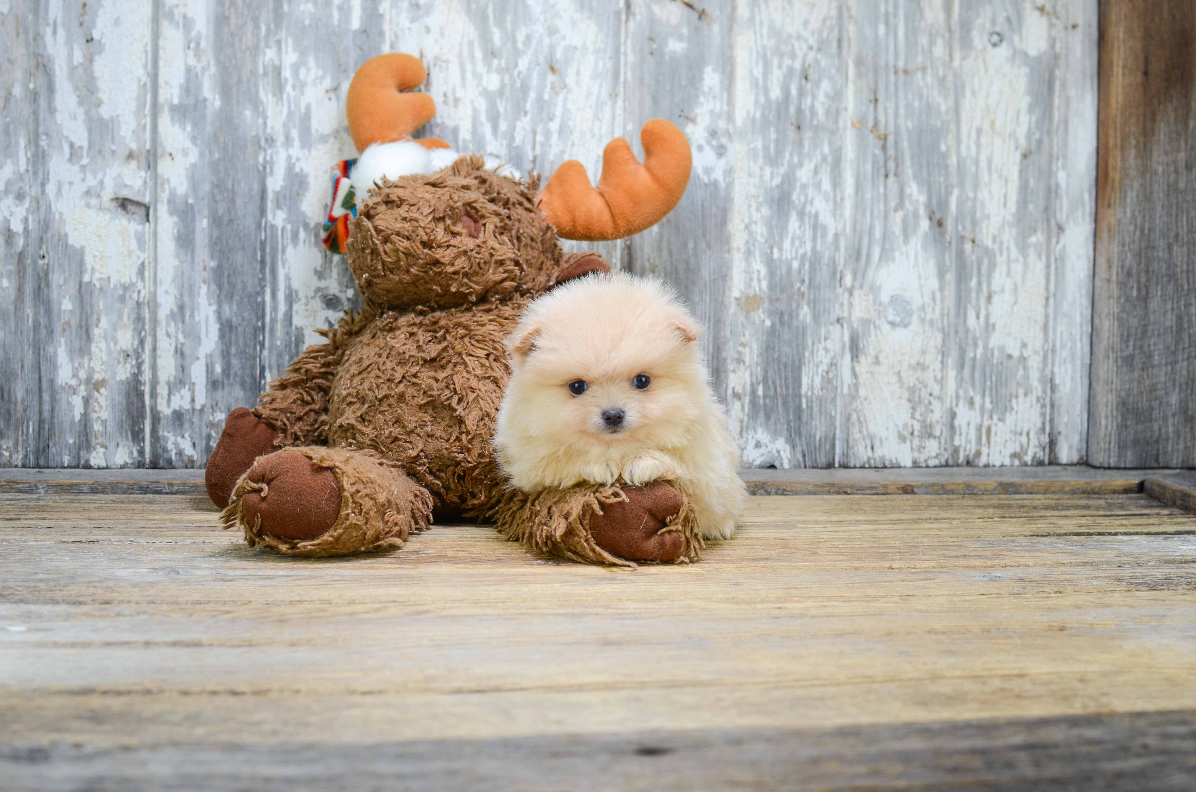 Best Pomeranian Baby