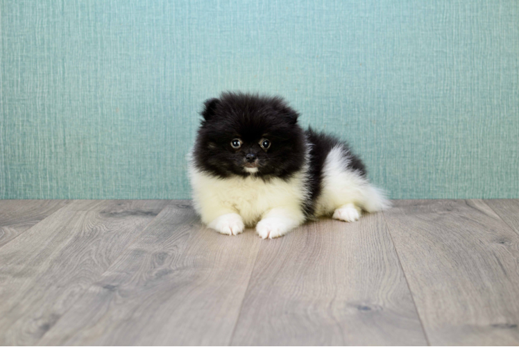 Hypoallergenic Pomeranian Purebred Pup