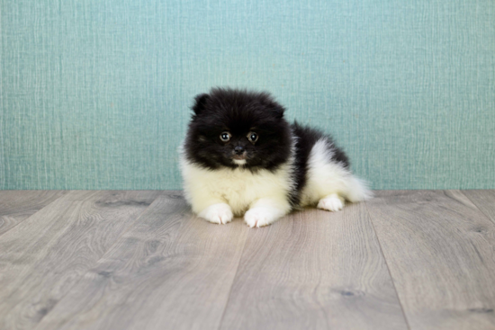 Hypoallergenic Pomeranian Purebred Pup