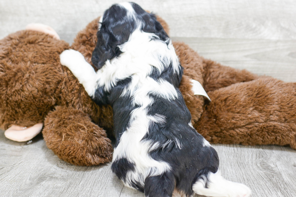 Popular Cavalier King Charles Spaniel Purebred Pup