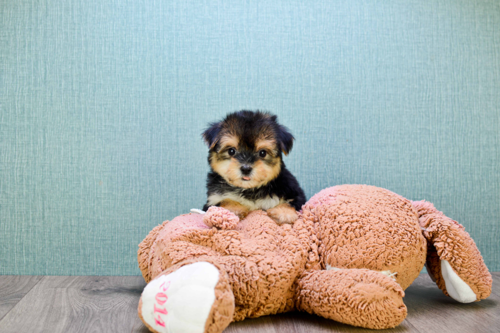 Small Morkie Baby