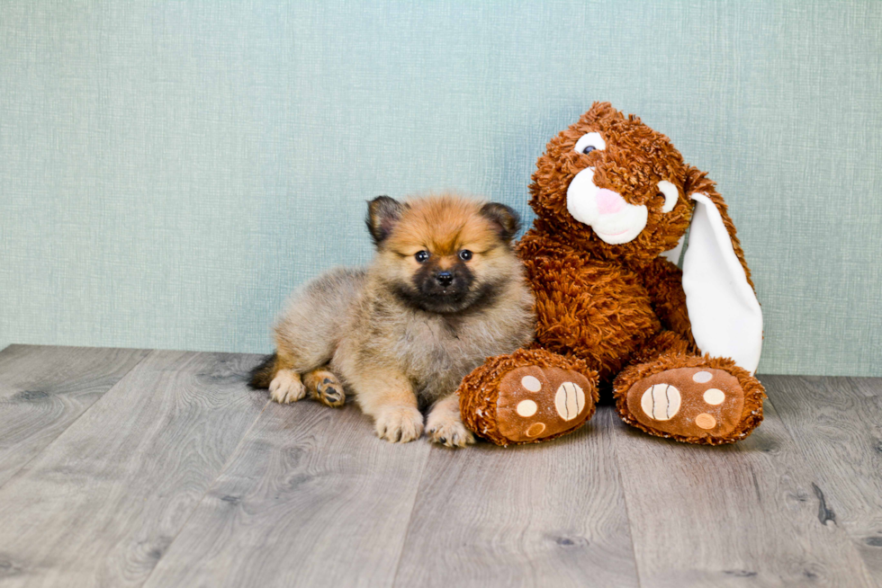 Energetic Pomeranian Purebred Puppy