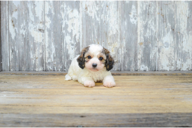 Happy Cavachon Baby