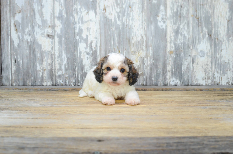 Happy Cavachon Baby