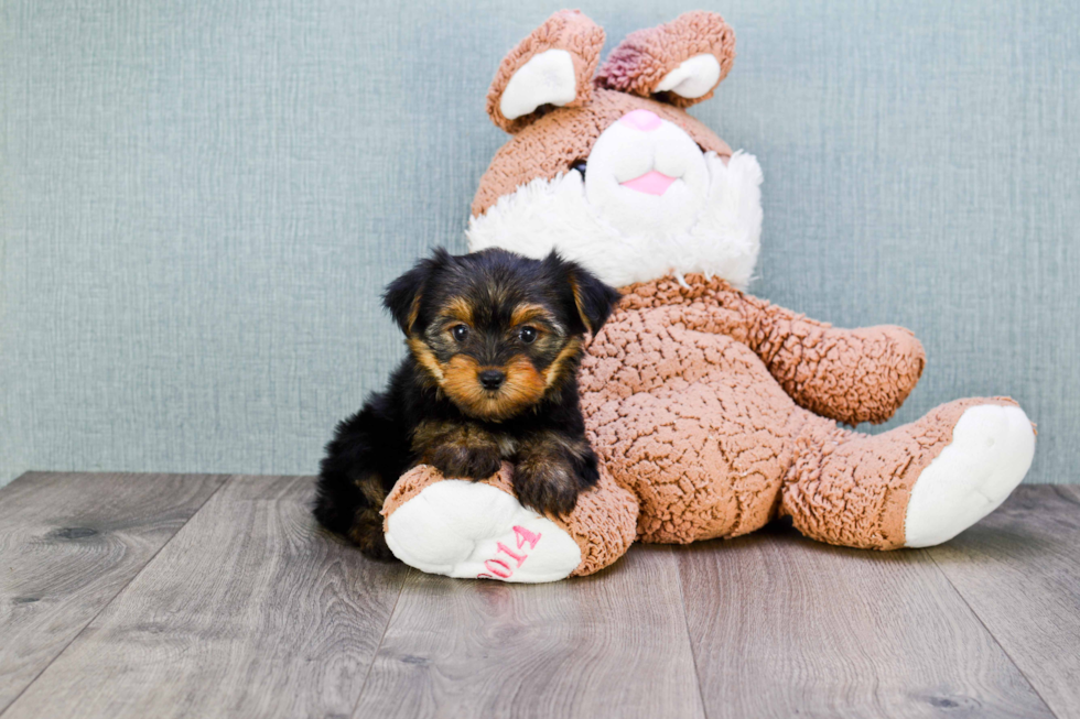 Meet Izzie - our Yorkshire Terrier Puppy Photo 