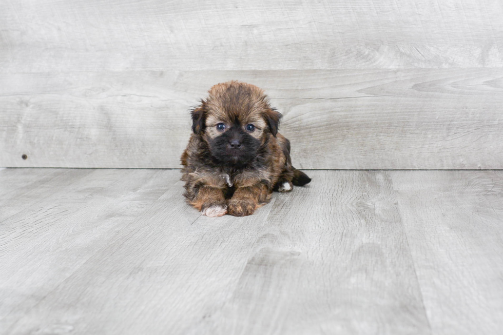 Havanese Pup Being Cute