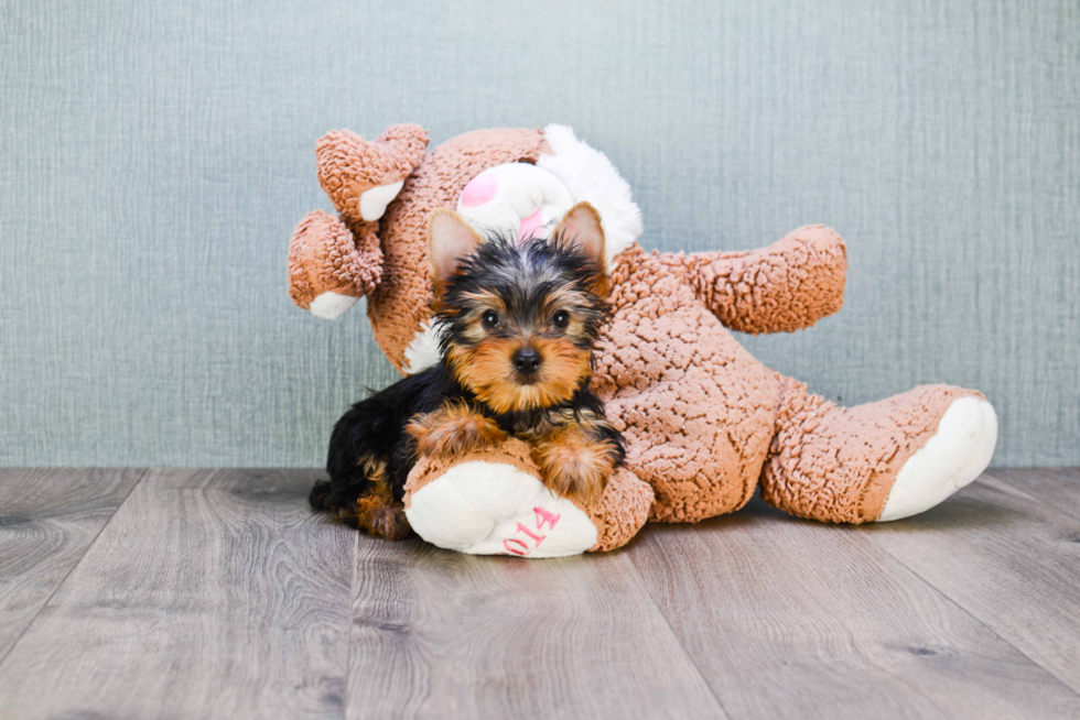 Meet Stevo - our Yorkshire Terrier Puppy Photo 