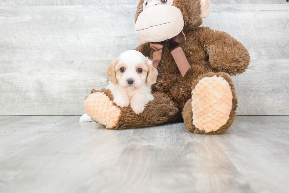 Cavachon Pup Being Cute