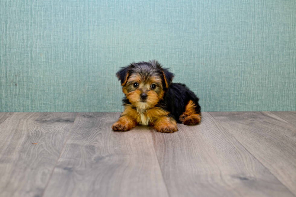 Morkie Puppy for Adoption