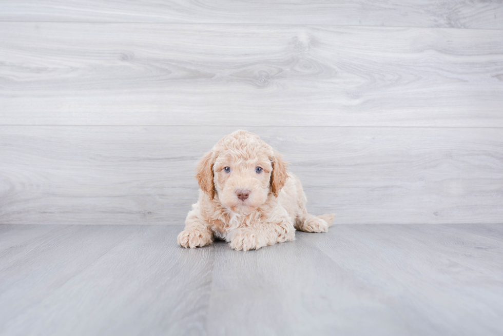 Mini Goldendoodle Puppy for Adoption