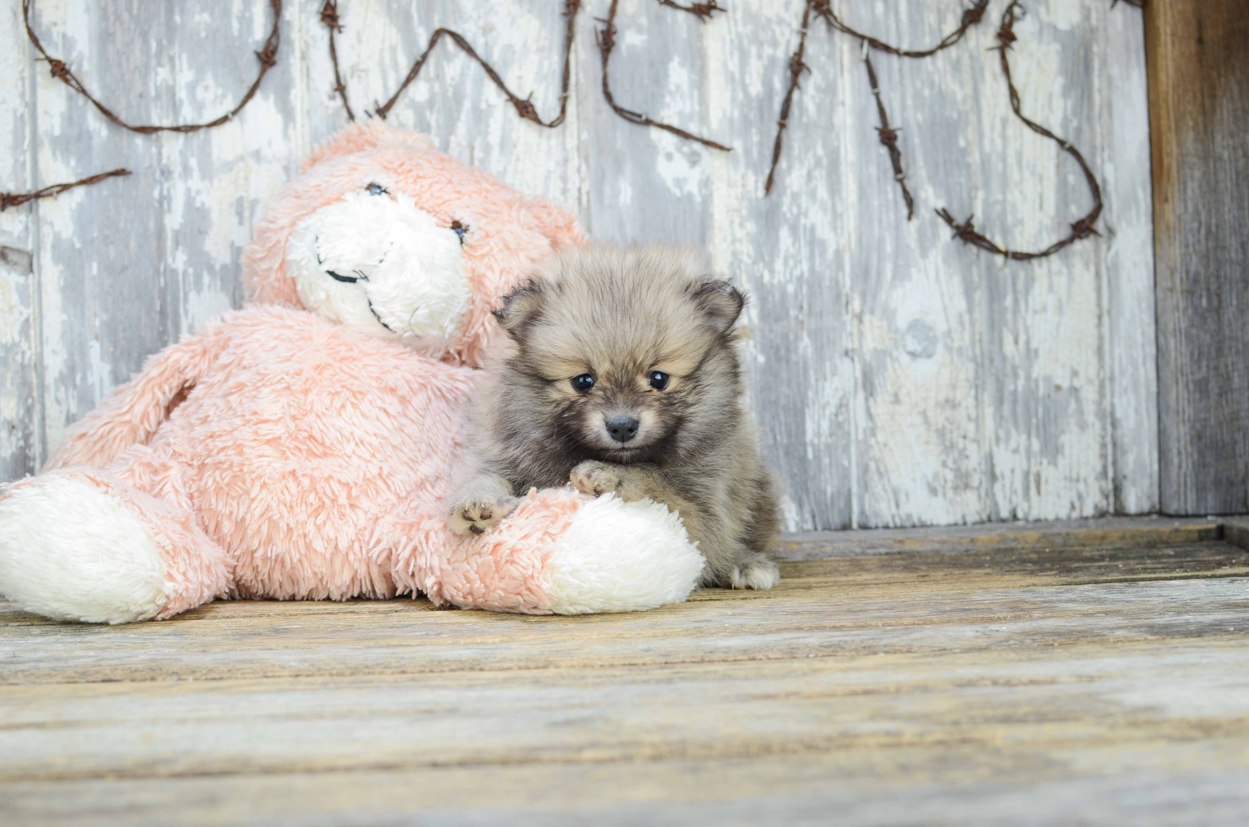 Pomeranian Puppy for Adoption