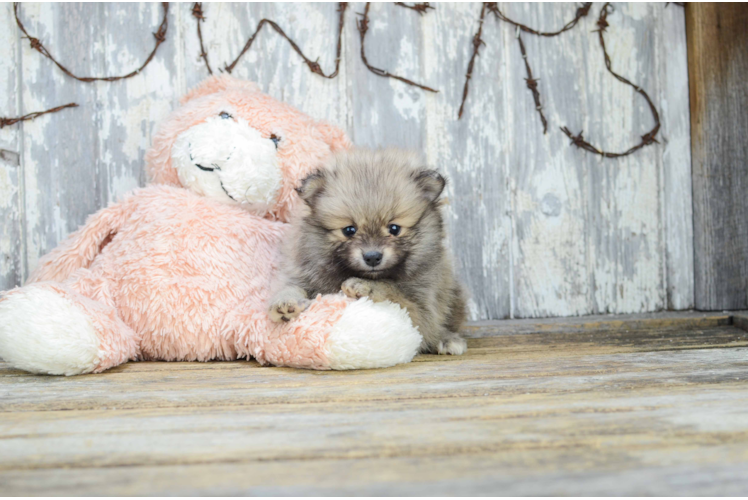 Pomeranian Puppy for Adoption