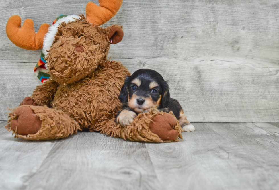 Funny Cavachon Designer Pup