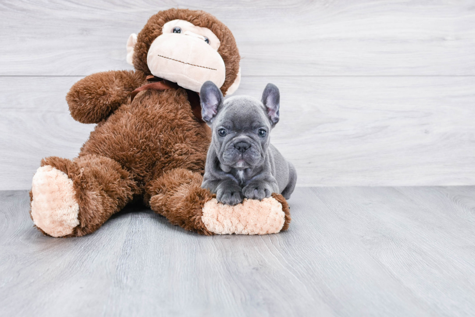 French Bulldog Puppy for Adoption