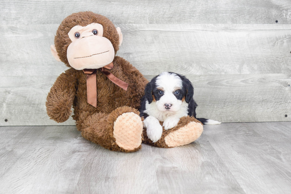 Mini Bernedoodle Puppy for Adoption