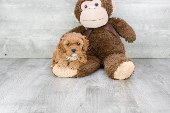 Cavapoo Pup Being Cute