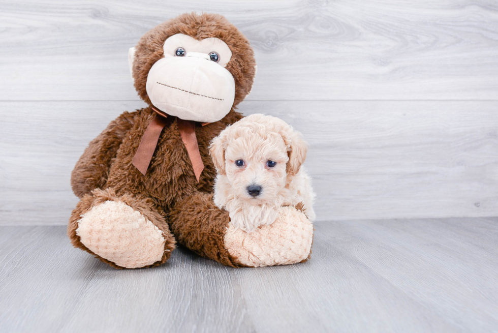 Adorable Maltese Poodle Poodle Mix Puppy