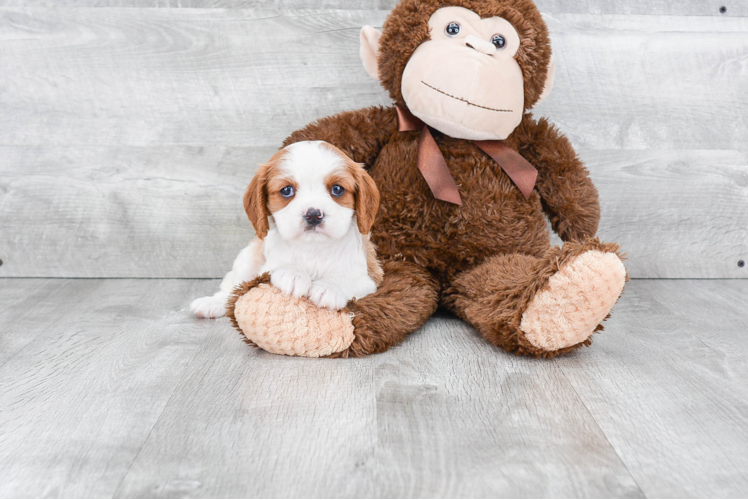 Hypoallergenic Cavalier King Charles Spaniel Purebred Pup