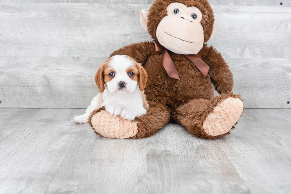 Hypoallergenic Cavalier King Charles Spaniel Purebred Pup