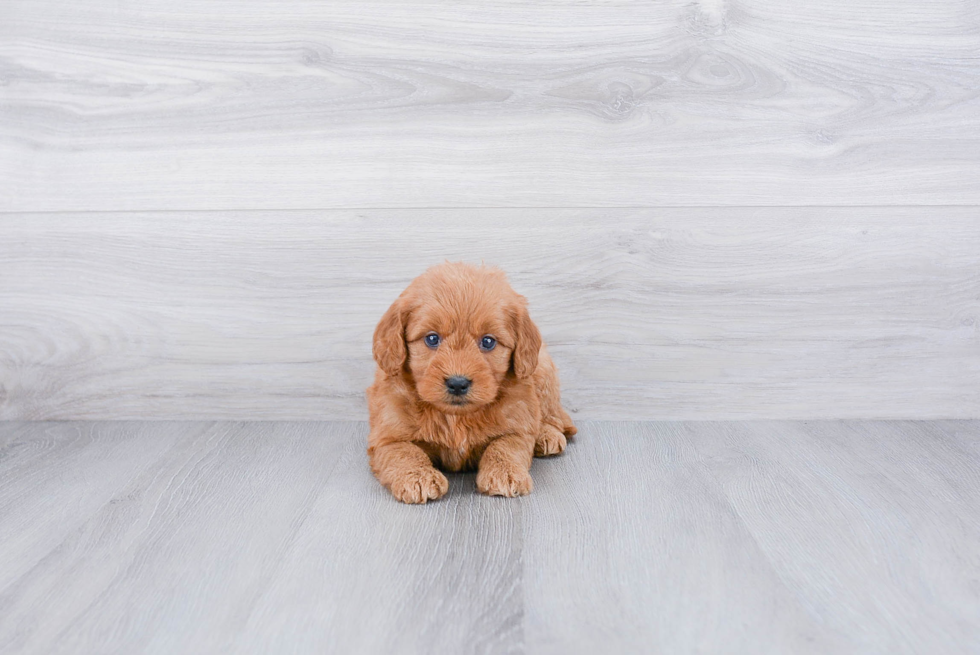 Hypoallergenic Golden Retriever Poodle Mix Puppy