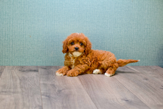 Cavapoo Pup Being Cute