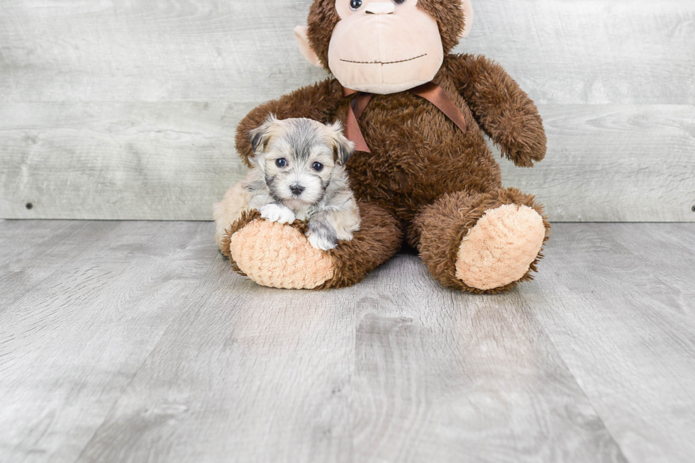 Best Havanese Baby