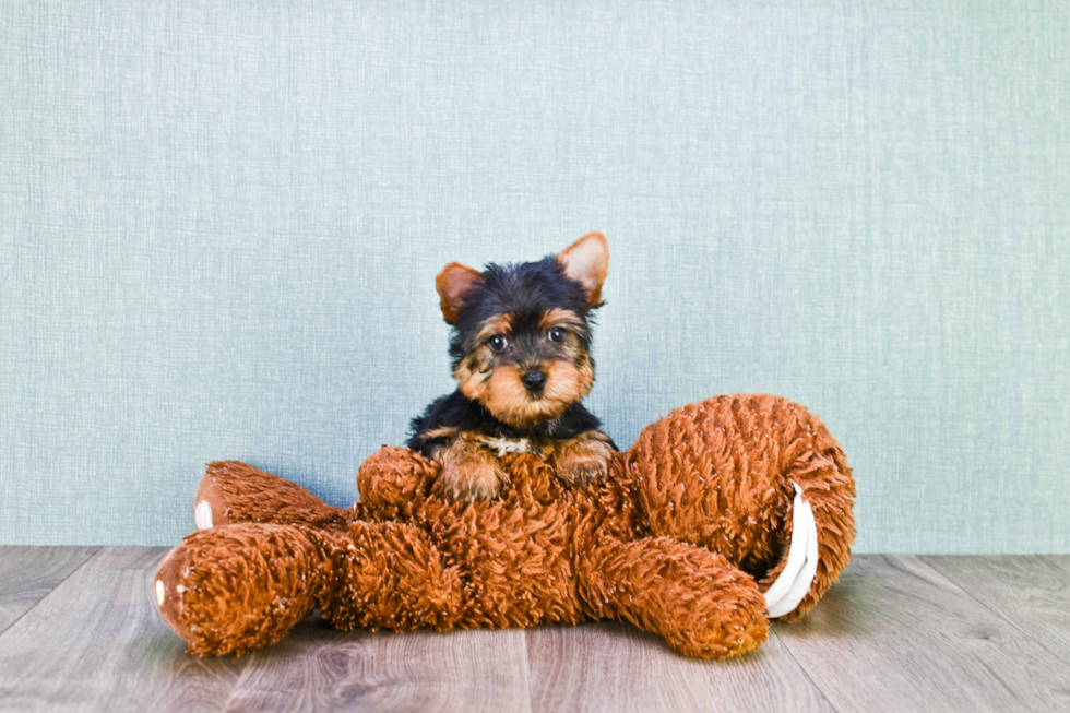 Meet Snickers - our Yorkshire Terrier Puppy Photo 