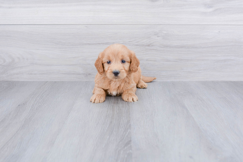 Popular Mini Goldendoodle Poodle Mix Pup