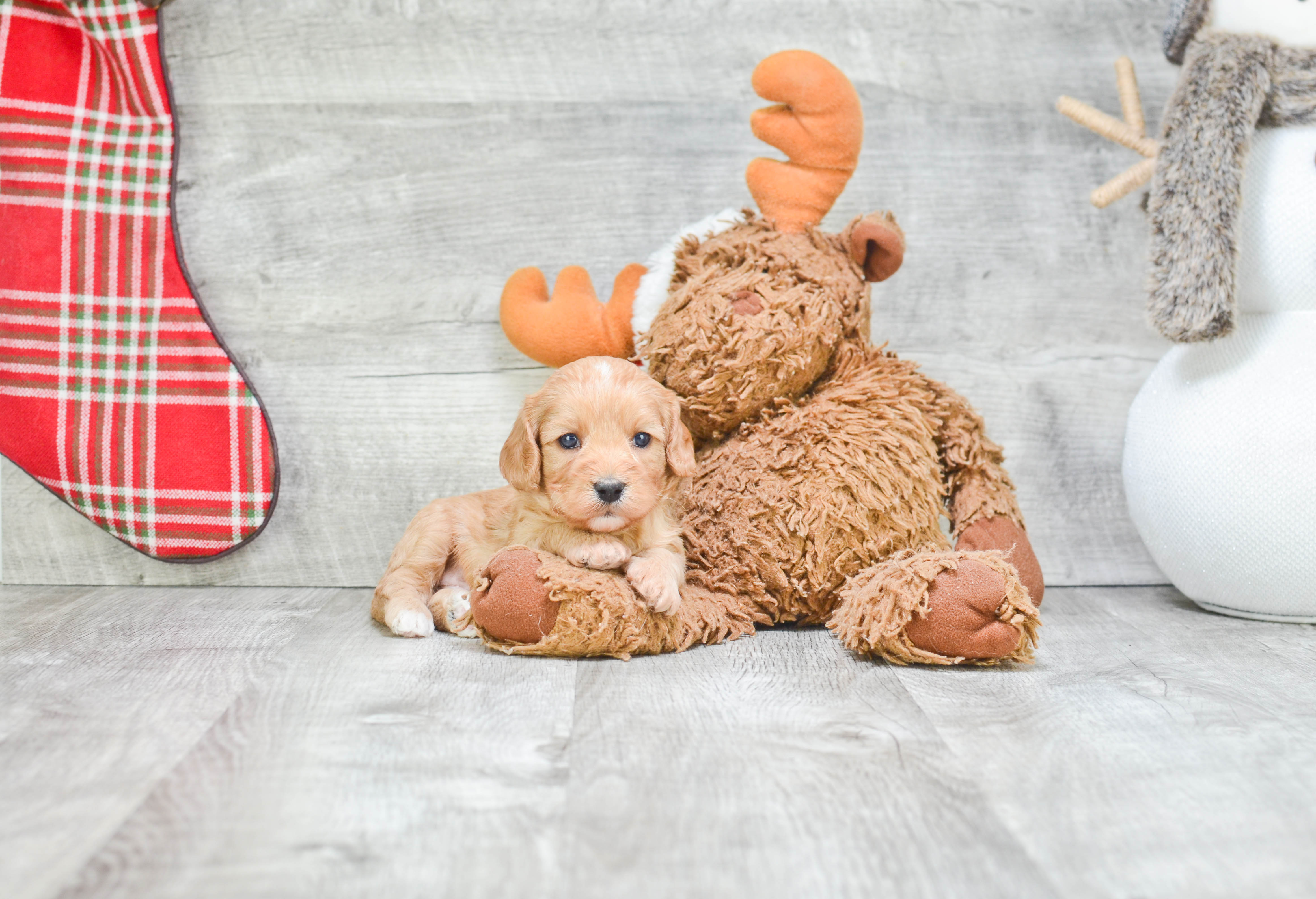 Fluffy Cavapoo Poodle Mix Pup