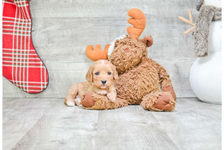 Fluffy Cavapoo Poodle Mix Pup