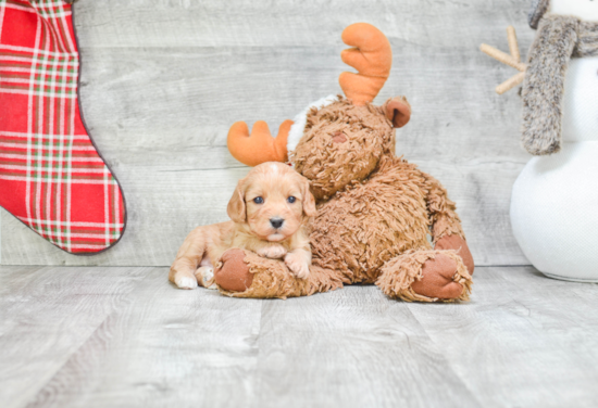 Fluffy Cavapoo Poodle Mix Pup