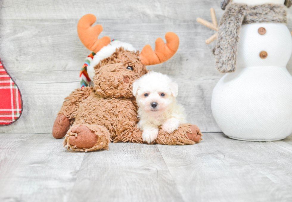 Akc Registered Bichon Frise Baby