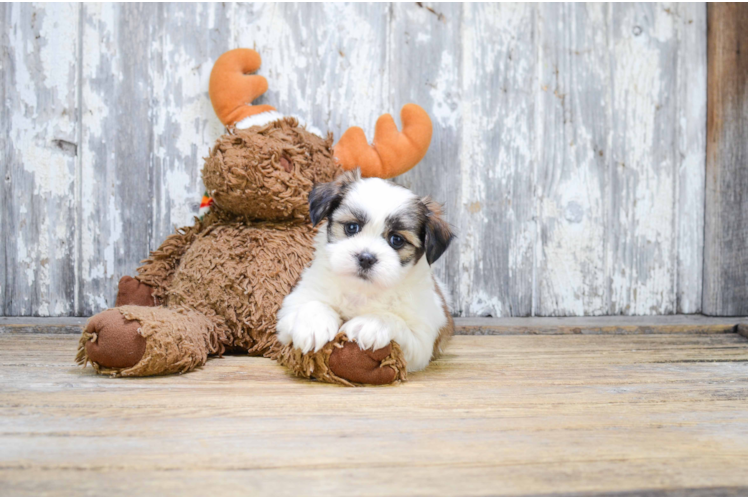 Energetic Shichon Designer Puppy