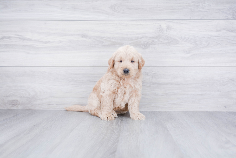 Mini Goldendoodle Pup Being Cute