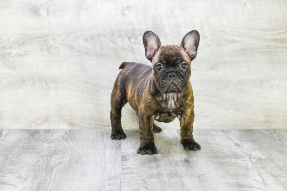 French Bulldog Puppy for Adoption