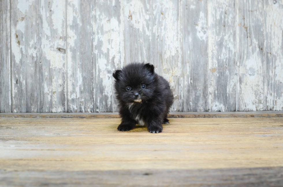 Popular Pomeranian Purebred Pup