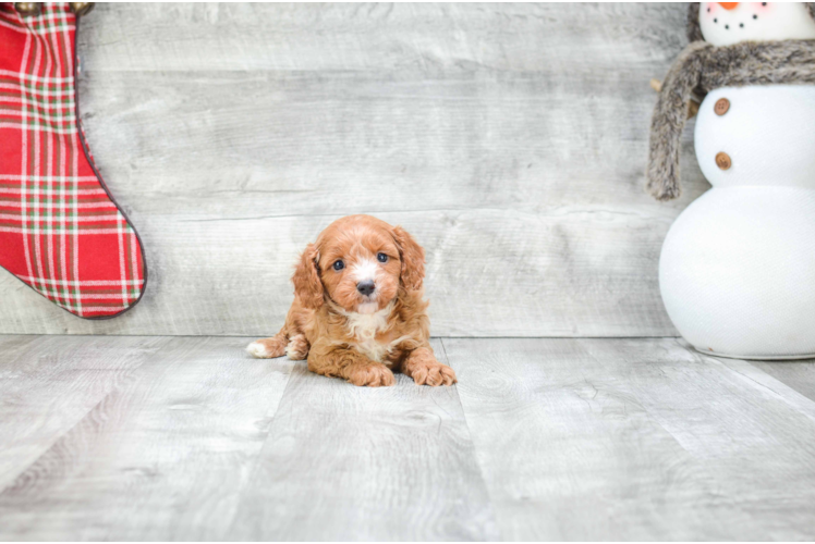 Best Cavapoo Baby