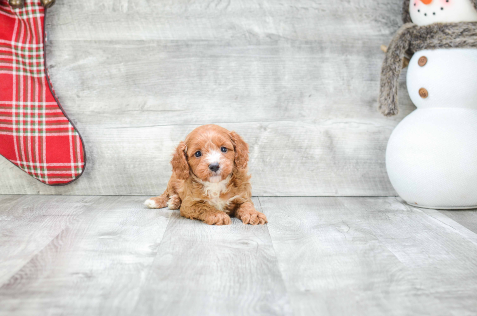 Best Cavapoo Baby