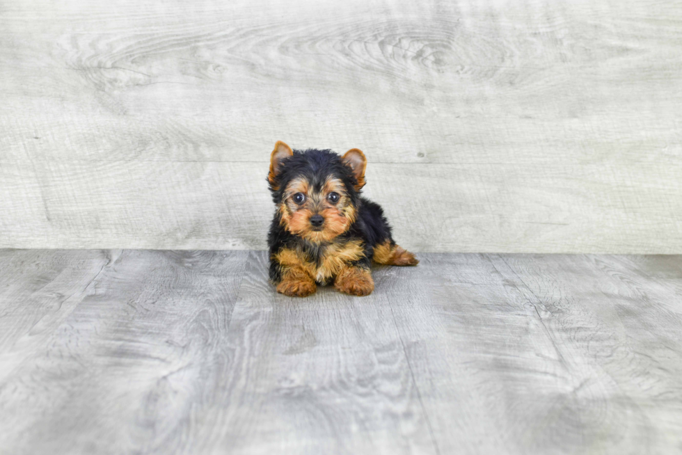 Meet Capone - our Yorkshire Terrier Puppy Photo 