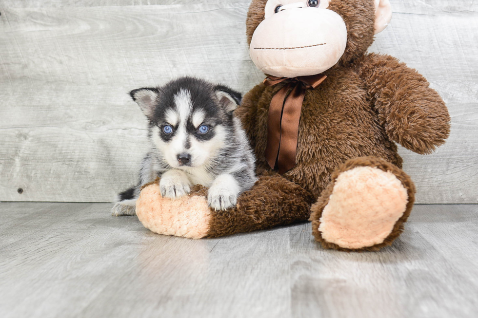 Best Pomsky Baby