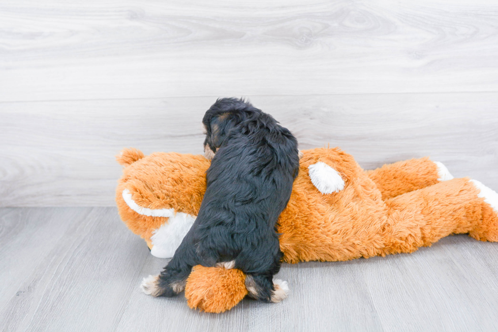 Morkie Pup Being Cute