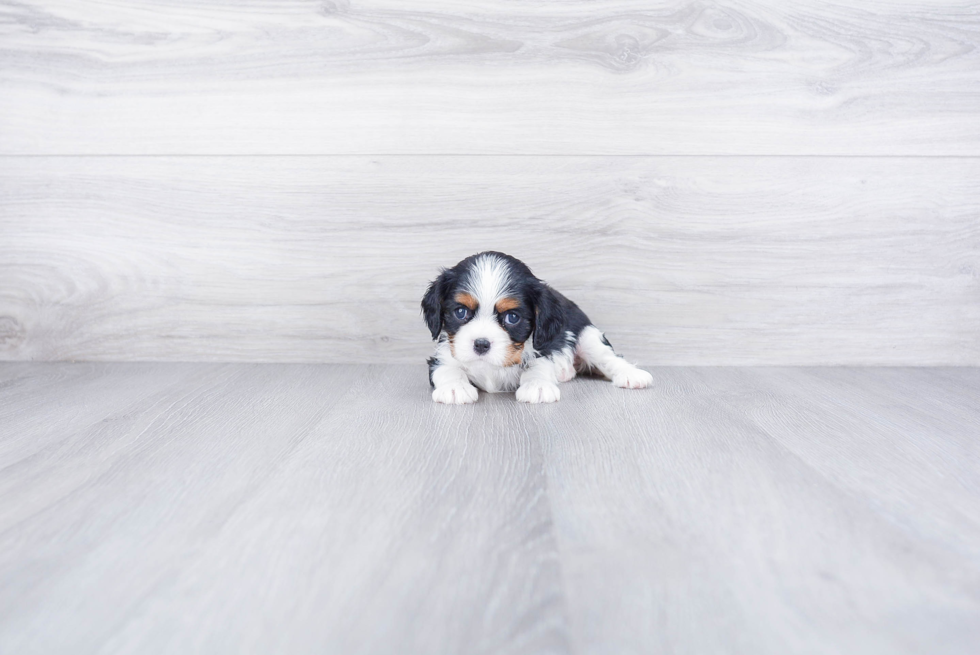 Best Cavalier King Charles Spaniel Baby