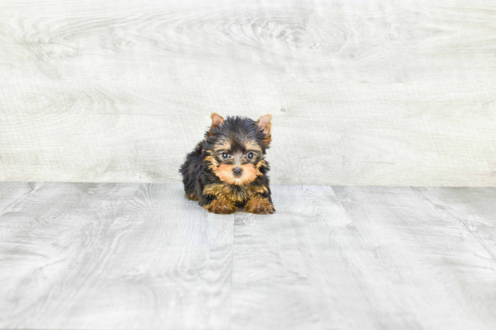 Meet Nugget - our Yorkshire Terrier Puppy Photo 