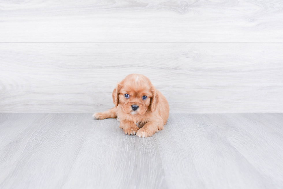 Cavalier King Charles Spaniel Pup Being Cute