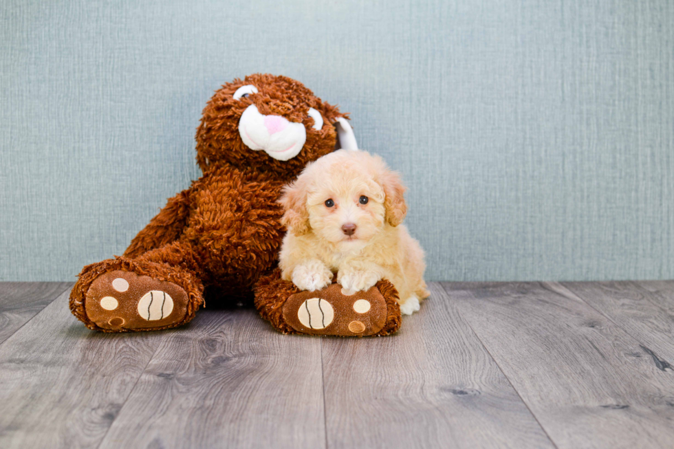 Maltipoo Pup Being Cute