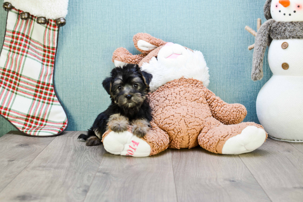 Morkie Pup Being Cute